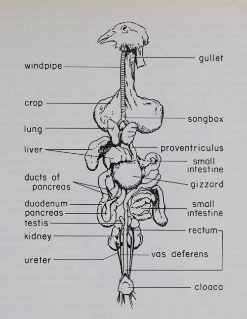 nemfrog: “Internal organs of the pigeon (the heart has been removed).” Teaching Hig