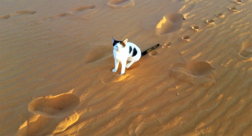 Cats Of Morocco 2018.