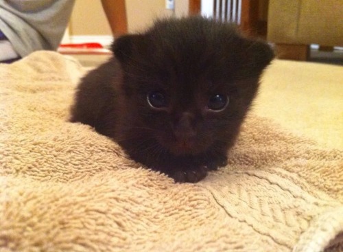 awwww-cute:  A friend of mine saved this kitten from a Texas thunderstorm…then she named him Stormy. She’s very creative  My grandma named had a big black cat that they rescued from a storm and also named stormy lol
