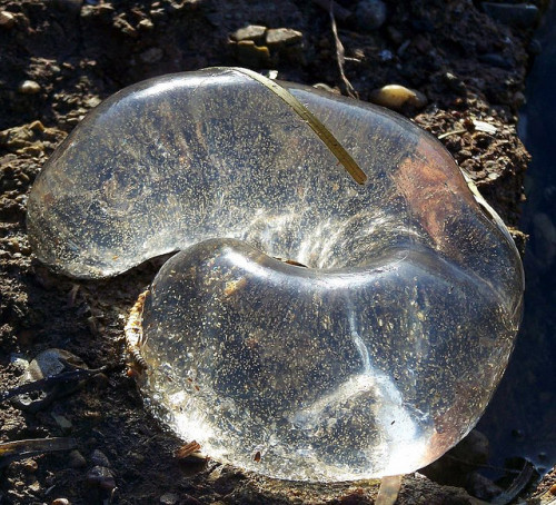 this is an egg sac of a moon snail (naticidae)