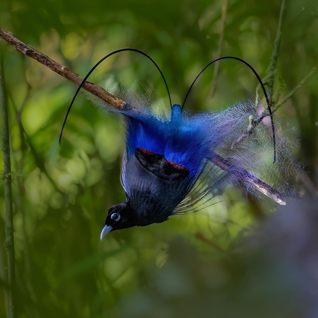 Blue Bird-of-Paradise