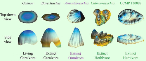 alphynix: scinewscom:Some Extinct Relatives of Living Crocodylians Were Vegetarians http://www.sci