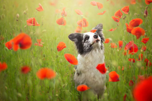 coffee-tea-and-sympathy:  Alicja Zmyslowska is a pet photographer based in Poland that takes incredibly vibrant and lively portraits of dogs for a living. 