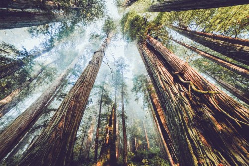 lucidnirvana:eartheld: chelsearoseg: an-adventurers:  Redwood, California  xx mostly nature **spirit