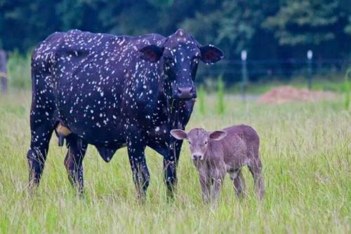 dairyisntscary: honeymushroom: Celeste the cow LOOK at this beautiful creature