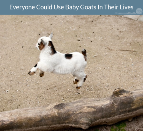 babygoatsandfriends: shadedspriter: unamusedsloth: Baby goats aka kids are for everyone. I don&rsquo