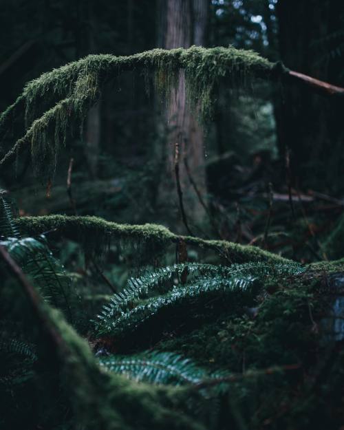 fifineller: In the woods by Dylan Furst