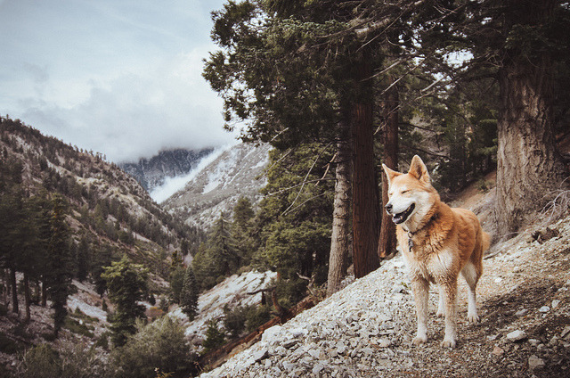 17sailors:  Mans best friend by Ezekiel.vg on Flickr. 