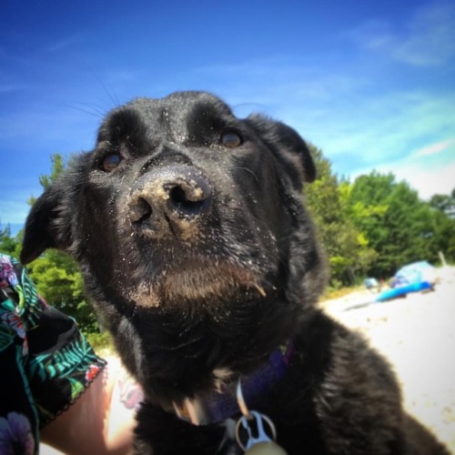 It’s not really a beach day until you’re covered in sand. .....#muttsofinstagram #dogsofinstagram #b