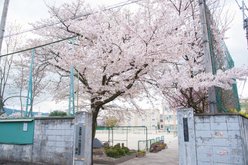 hach-iko:下鴨中学校の桜 by TKBou on Flickr.