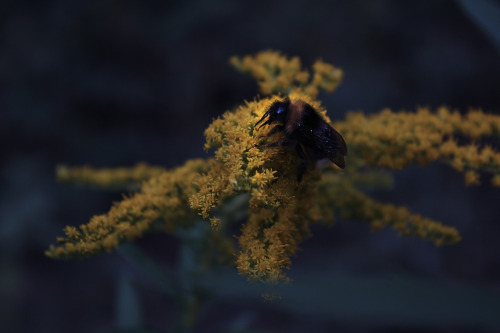 Late bumblebee, 2016/10/09tumblr | Instagram | Etsy Shop