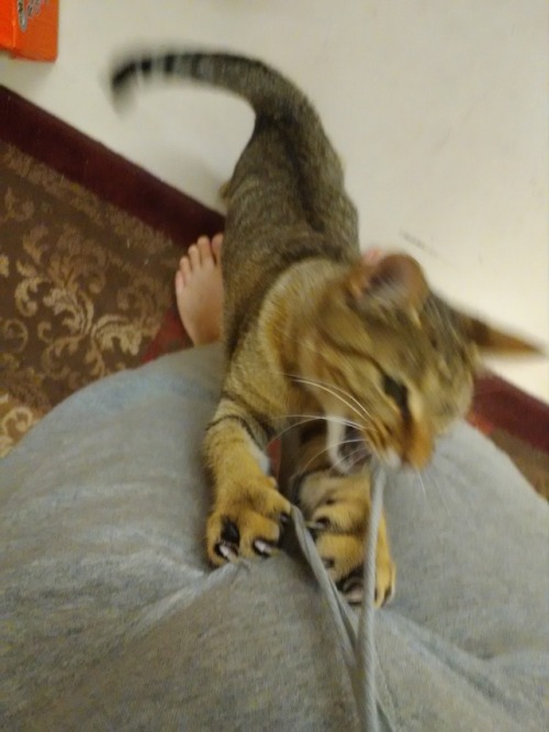 pavlov cat pavlov cat