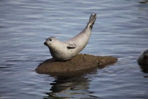 iguanamouth:  thinking about seals doing this pose….. oh yeah…. 