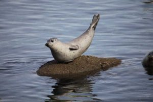 iguanamouth:  thinking about seals doing this pose…..oh yeah….