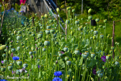 biodiverseed: The giant poppies in my meadow gardens were so gorgeous as every stage of their growth