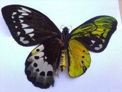 mucholderthen:  TOPThis butterfly is a bilateral