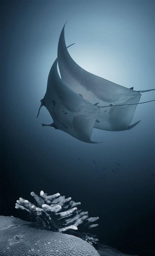 Pas de deux (a pair of Manta Rays silently soar past a coral head)