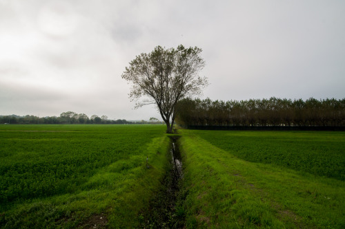 albero