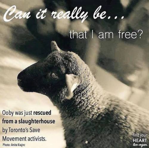 All animals want to live lives free from fear and pain and filled with peace and love. Why would you