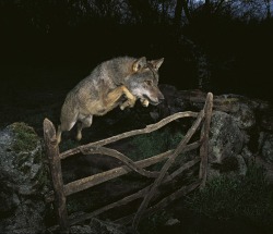 yggdrasill&ndash;:  i actually met the guy who took this picture, he got in trouble for it because he entered it into the Wildlife Photographer of the Year competition as a wild wolf, but its actually a trained domesticated one. Still think its an amazing