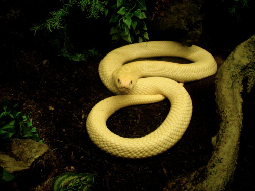 Cape Cobra (Naja Nivea) Own, San Juan De Aragón Zoo, México City. 2014.