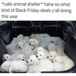 Best Dog Memes(Or Anything Else That Has