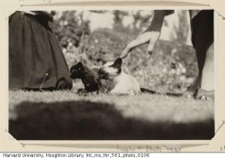 o-delaisse:  Virginia Woolf’s cats, Sappho