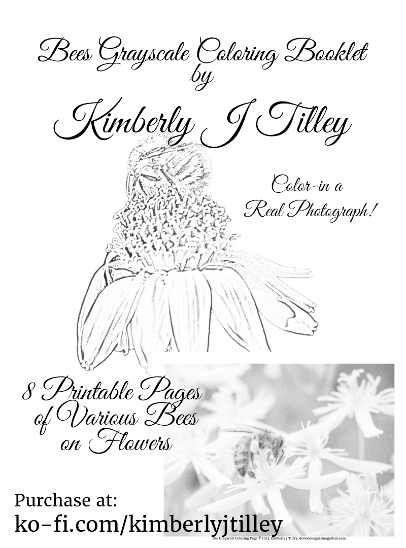 Bees Grayscale Coloring Booklet by Kimberly J Tilley. 8 printable coloring pages of bees on flowers that Kimberly has photographed in gardens. $4 at ko-fi.com/kimberlyjtilley