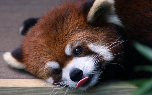 cute-overload:  Looks tasty (Red Panda)http://cute-overload.tumblr.com 