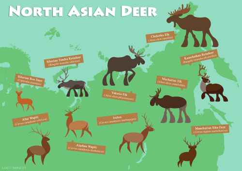 Cervidae (True Deer)Western Hemisphere | Eastern Hemisphere | Extinct *locations on the maps aren’t 