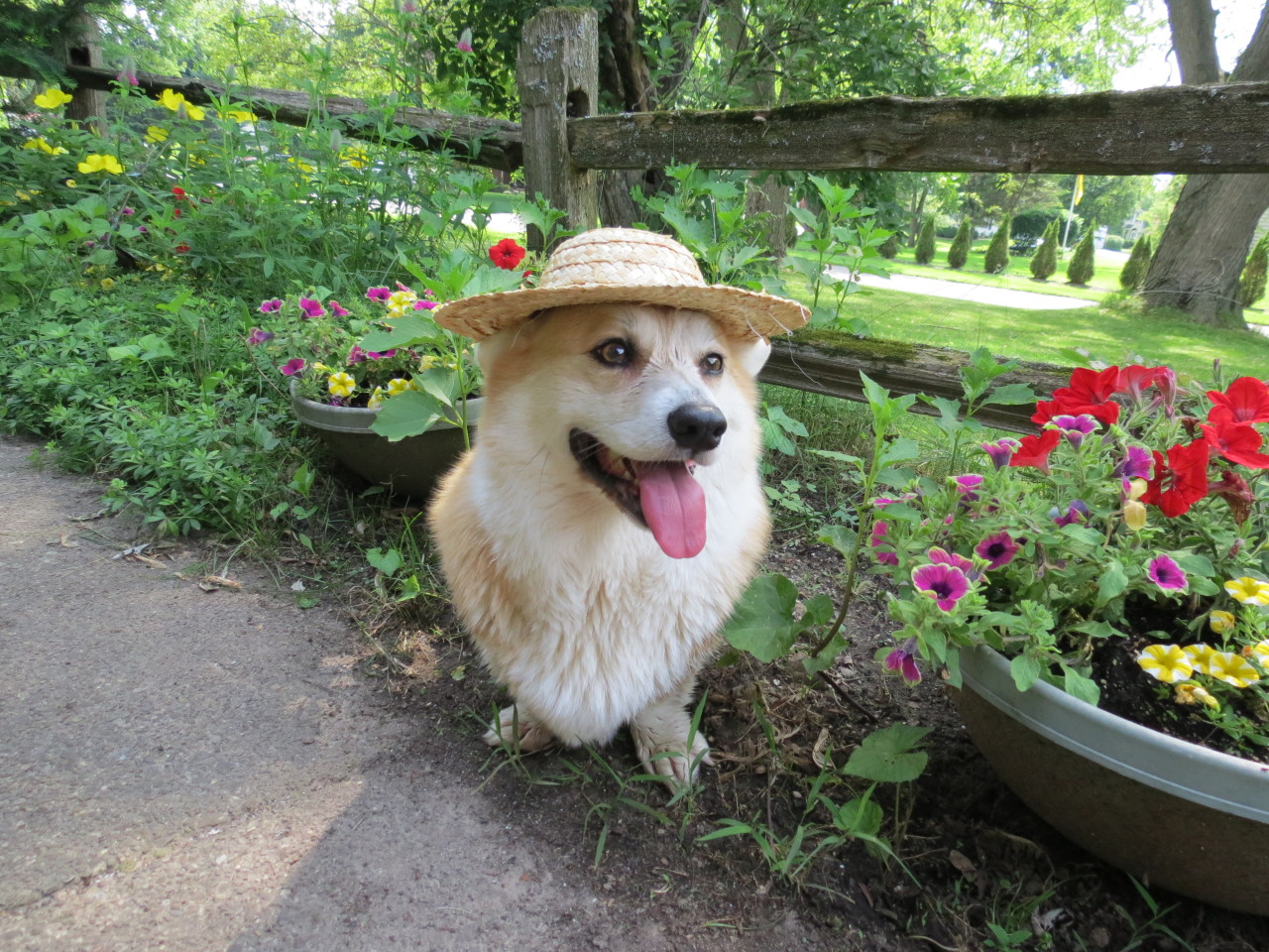 scampthecorgi:  Mr. Scamp has a green thumb! Well… a green stump.