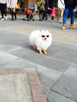 spookypups:  Famou$ In front of Shin Kong Mitsukoshi, Xinyi District, Taipei City