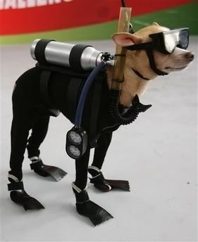 xxziggystardust:scuba dog 