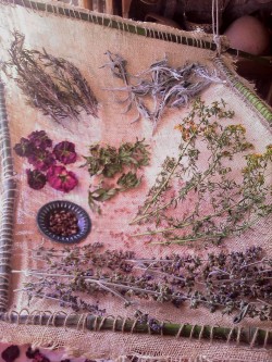 cosmofilius:  drying: sage flowers, st. john’s