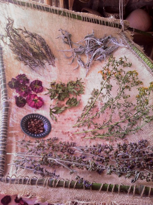 cosmofilius: drying: sage flowers, st. john’s wort, passionflower &amp; leaves, roses, sag