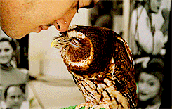 trollonasan:timeotter:That is the prettiest owl I have ever seen.