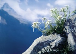 lasombradeeva:   Deséeme sin medida porque los sentimientos no la tienen, que soy flor de edelweiss, sencilla, sin aditivos… humilde. A primera vista de lo más común sin demasiado atractivo. Pero soy emoción blanca para que la vista de Su color.