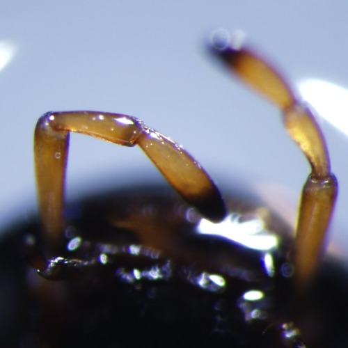 The food-shoveling parts on a Dibolocelus sp. (Order: Coleoptera, Family: Hydrophilidae).