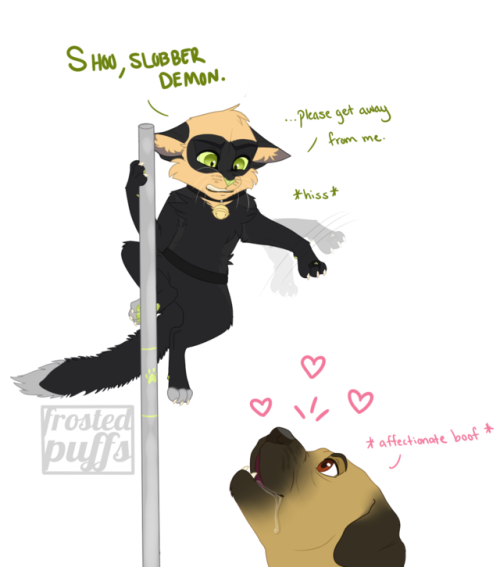 frostedpuffs:  Le Chat devient…le chat?i’ve been having a hard time drawing stuff lately due to time constraints and stress so i self indulged and drew chat noir as an actual cat. don’t know how it happened, but it was probably plagg’s fault—either