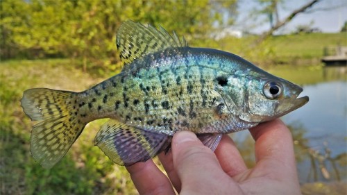 I always heard there were crappie in this lake and decided to try to track them down. Turns out they