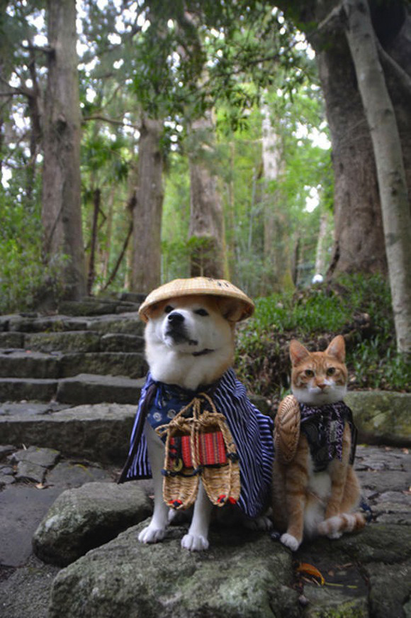 mon-petit-pony:  hay45h1:  (via This Shiba Inu and his kitty best friend are too