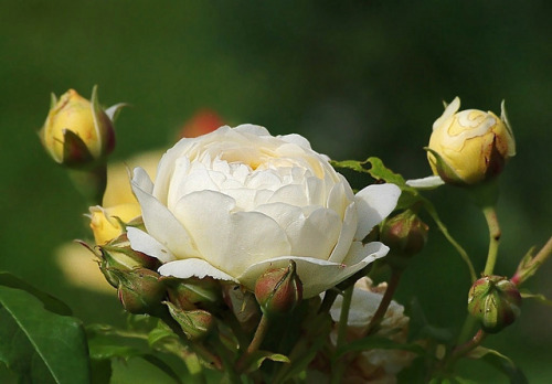 White rose by mamietherese1 on Flickr.