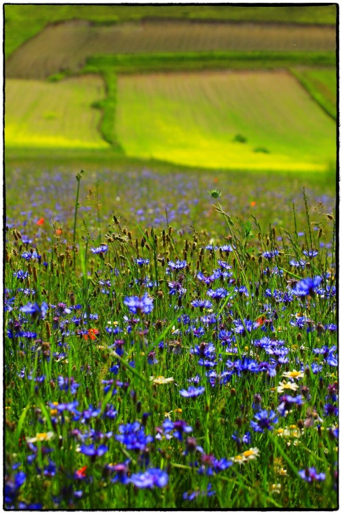 Fioritura# Lenticchie #Castelluccio#Pg #Italy