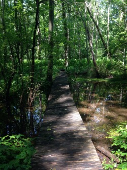 wildflowers-and-rain:This bridge was rotting