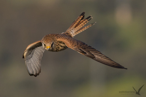 Lesser Kestrel (Falco naumanni) >>by Pablo Barrena