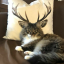 lazypinkcat