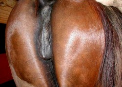 horseboy2:  “BEAUTIFUL, BEAUTIFUL,