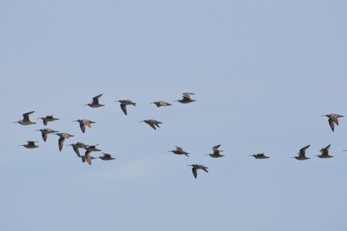 Some better whimbrel views today!