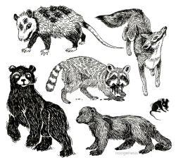 noogenesis:The urge to ink fur resulted in this collection of New England mammal friends I’ve made along the way.