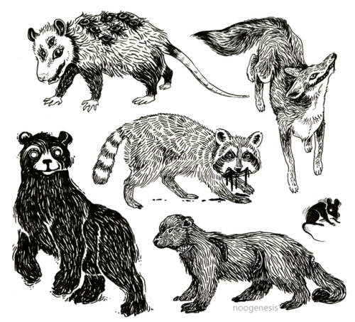 The urge to ink fur resulted in this collection of New England mammal friends I’ve made along the wa